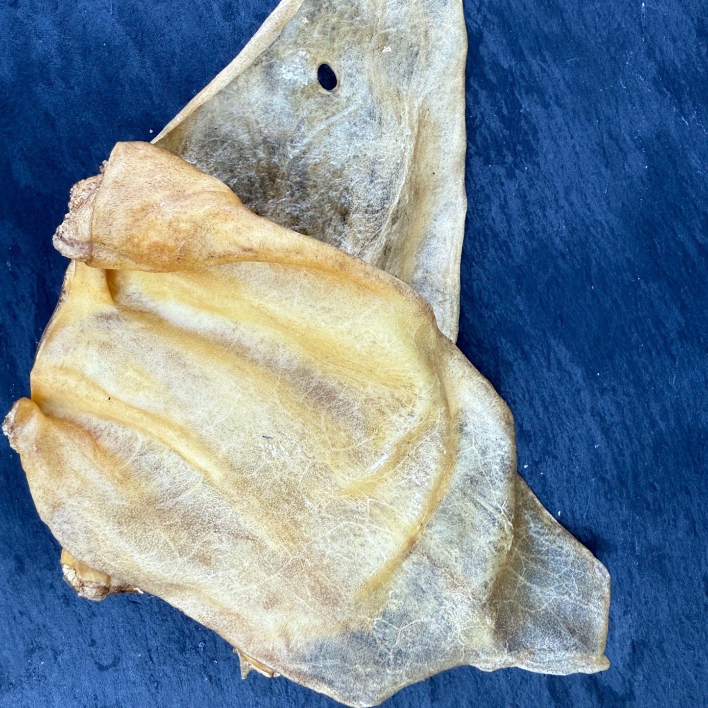 Buffalo Ear