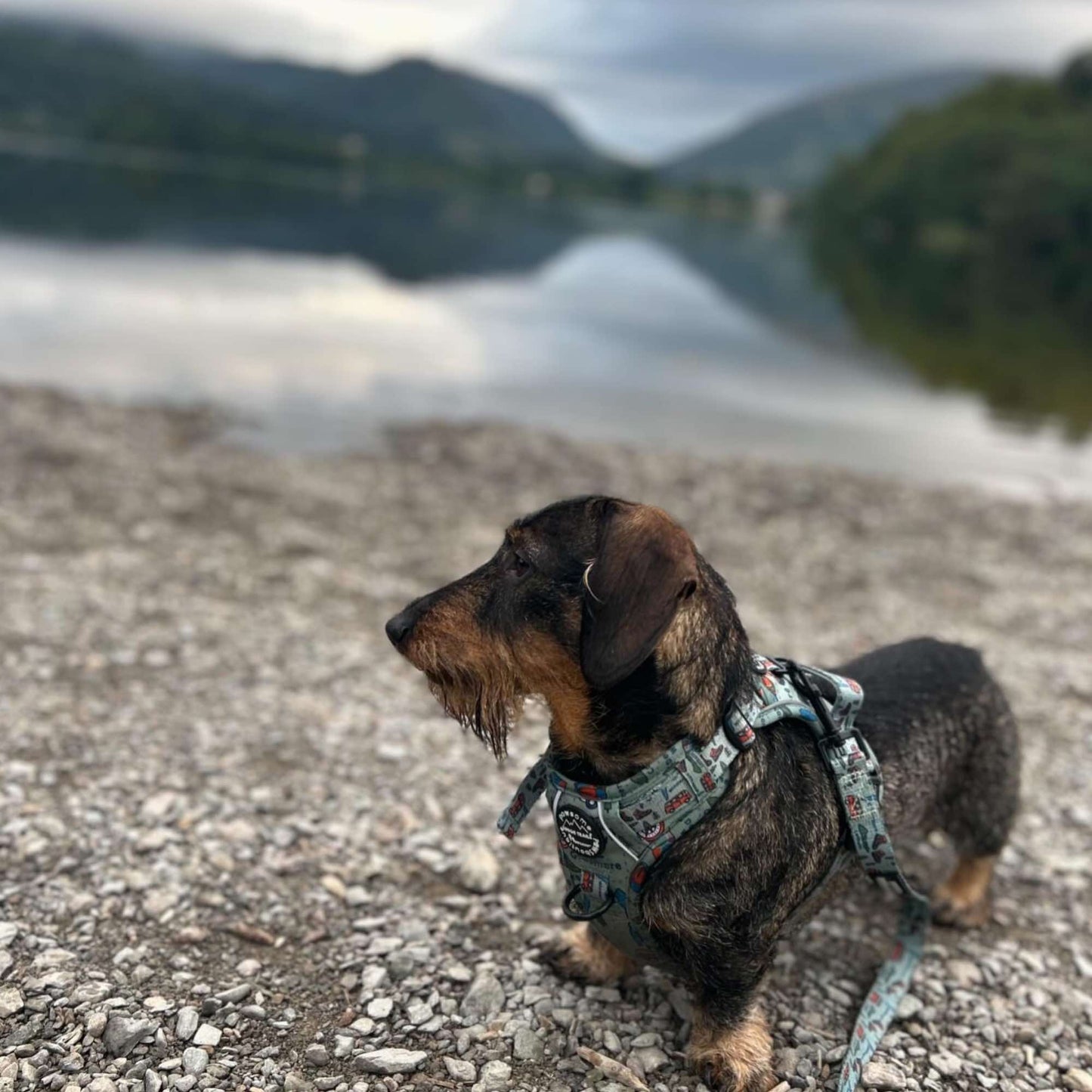 Wainwright Walkies Tough Trails™ Harness