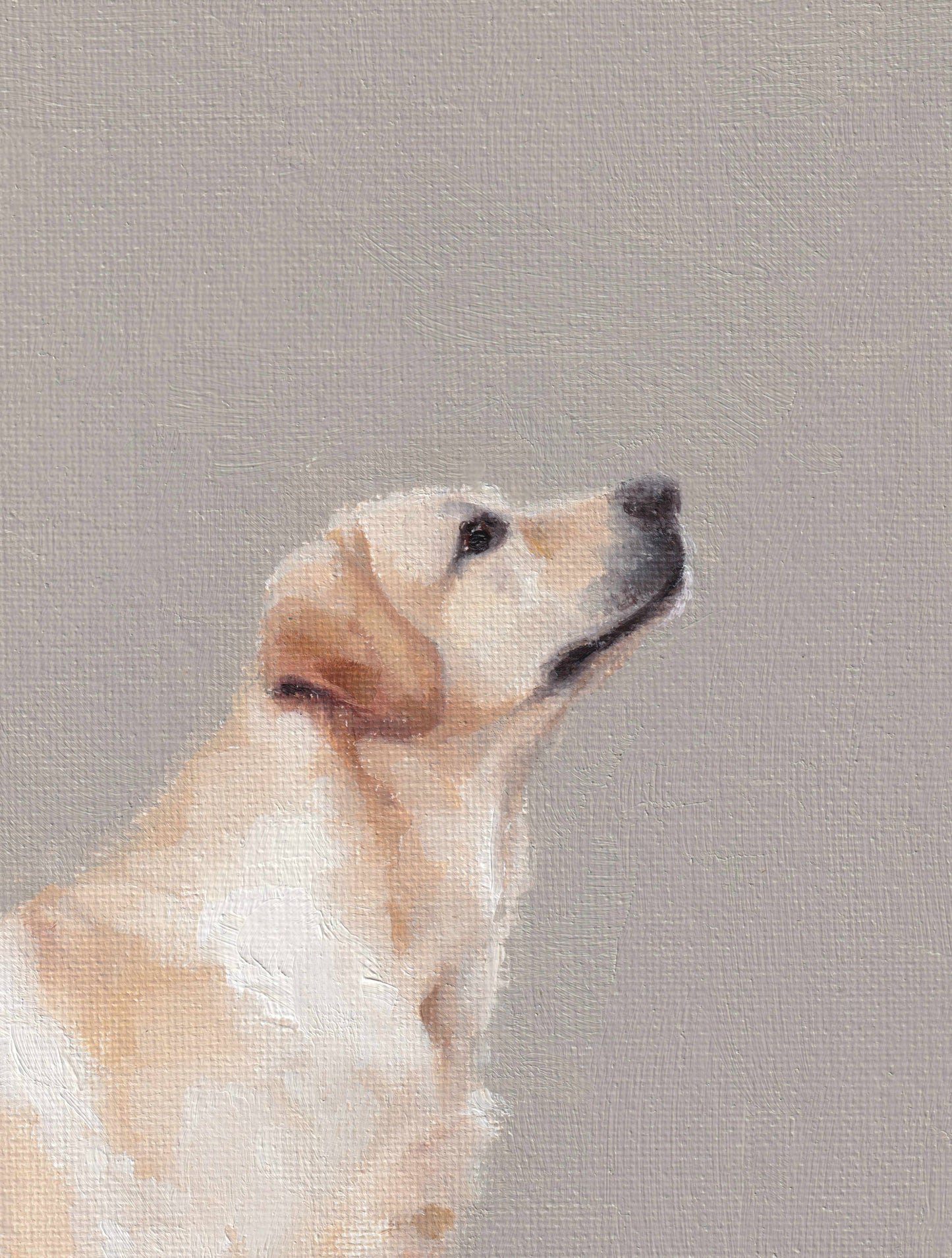 Labrador Greetings Card