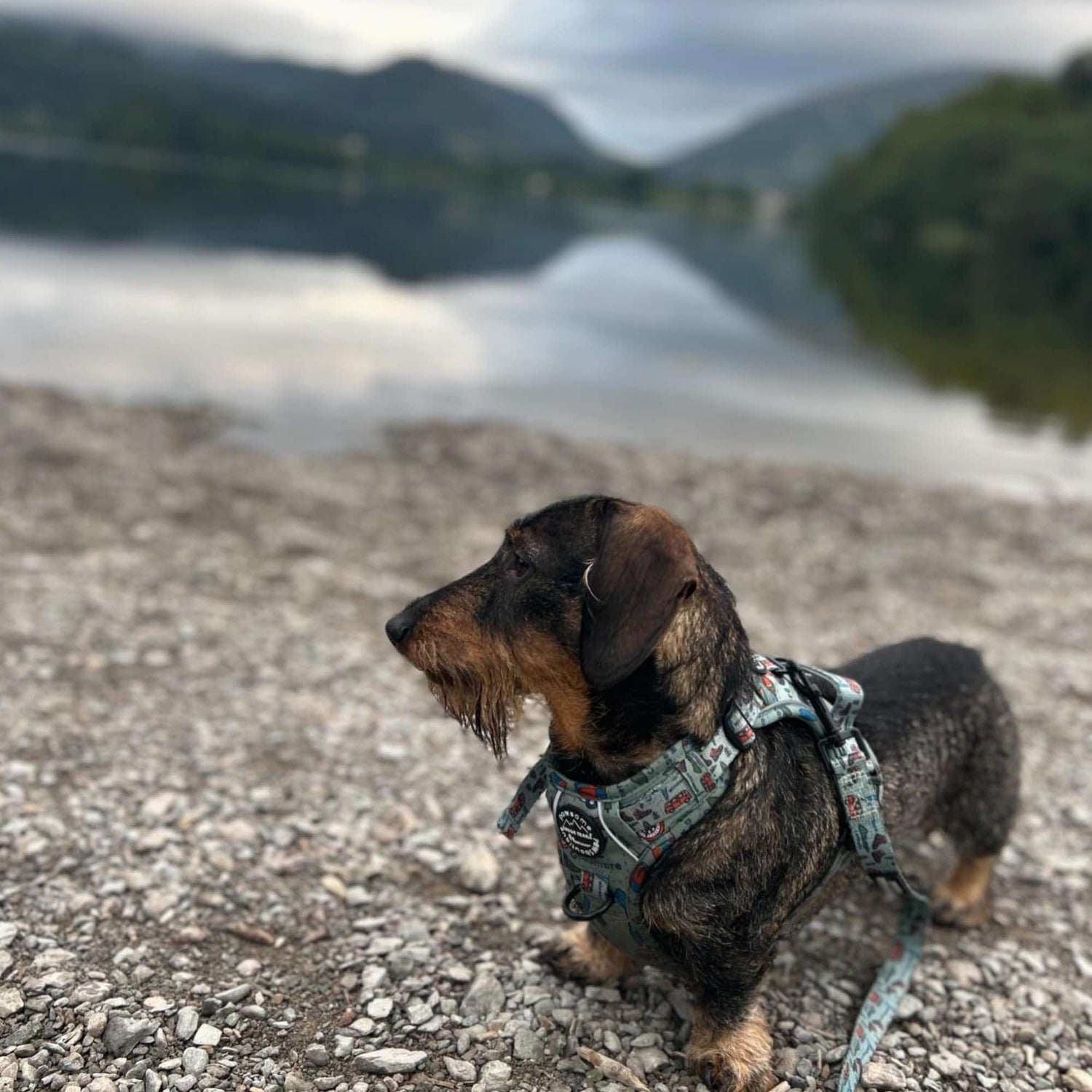 Wainwright Walkies
