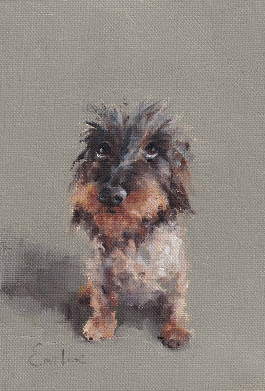 Wire Haired Dachshund Greetings Card