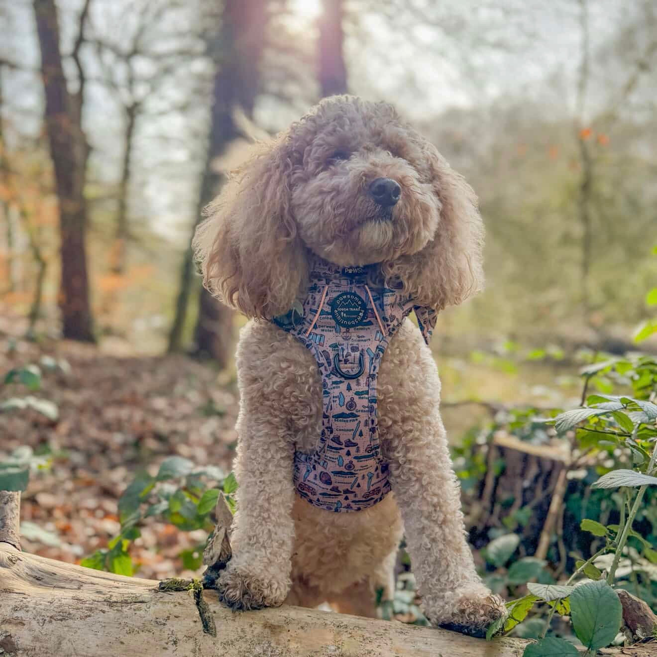 Wainwright Walkies Tough Trails™ Harness