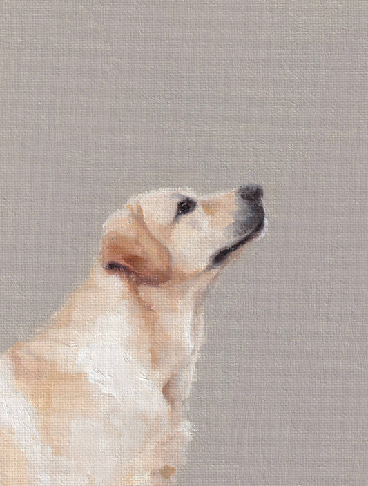 Labrador Greetings Card